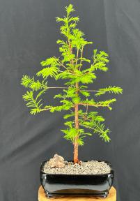 Redwood Bonsai Tree - Medium <br><i>(metasequoia glyptostroboides)</i>