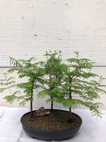 Redwood Bonsai Tree<br> Three (3) Tree Forest Group - Medium <br><i>(metasequoia glyptostroboides)</i>