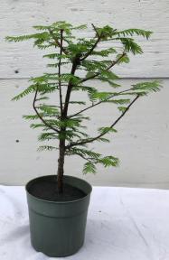 Pre Bonsai Redwood Bonsai Tree - Large<br><i>(metasequoia glyptostroboides)</i>