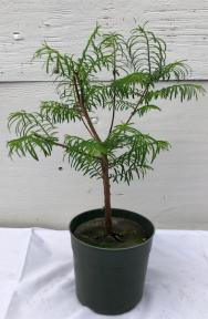 Pre Bonsai Redwood Bonsai Tree - Medium<br><i> (metasequoia glyptostroboides)</i>