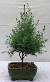 Eastern Red Cedar Bonsai Tree <br><i>(juniperus virginiana)</i>