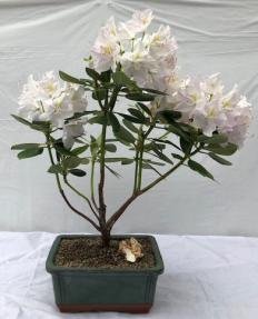 Flowering Rhododendron Bonsai Tree<br><i>(rhododendron 'Album')</i>