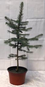 Pre Colorado Blue Spruce Bonsai Tree <br><i>(picea pungens)</i>