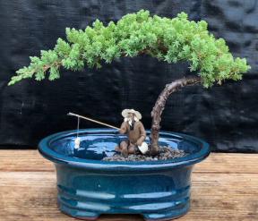 Juniper Bonsai Tree<br>Land/Water Pot - Small <br><i>(Juniper Procumbens 