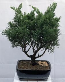 Juniper Bonsai Tree- Large <br><i></i>(Juniperus Chinensis parsonii)