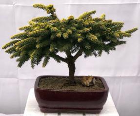 Oriental Spruce Bonsai Tree <br><i>(picea orientalis ‘Tom Thumb’)</i>