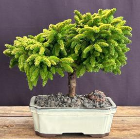 Oriental Spruce Bonsai Tree <br><i>(picea orientalis Tom Thumb)</i>