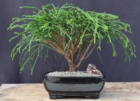 Western Red Cedar Bonsai Tree <br><i>(Thuja plicata 'Whipcord')</i>