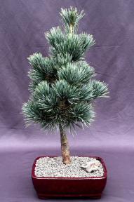 Japanese White Pine Bonsai Tree <br><i>(pinus parviflora 'aoi')</i>