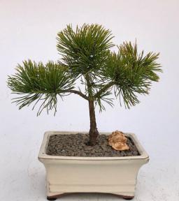 Mugo Pine Bonsai Tree - Small <br><i>(pinus mugo 'valley cushion')</i>