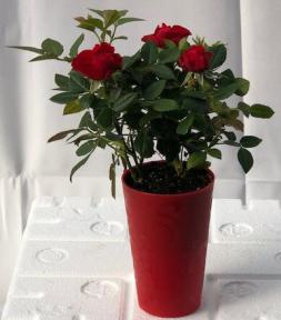 Flowering Mini Rose- Self Watering <br><i>Tiny Red</i>