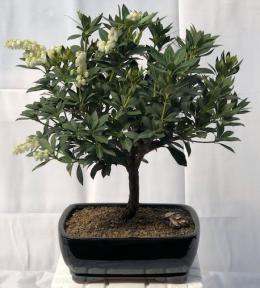 Flowering Japanese Andromeda Bonsai Tree <br><i>(pieris japonica)</i>