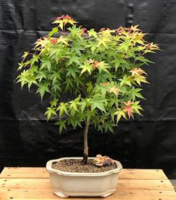 Dwarf Japanese Green Maple Bonsai Tree<br><i>(acer palmatum dwarf)</i>