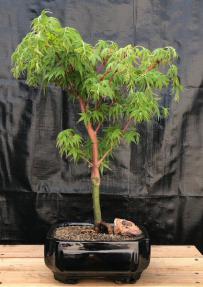 Coral Bark Japanese Maple Bonsai Tree<br>(Acer palmatum 'Sango-kaku')