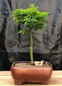 Shishigashira Japanese Maple Bonsai Tree<br><i>(acer palmatum 'shishigashira')</i>