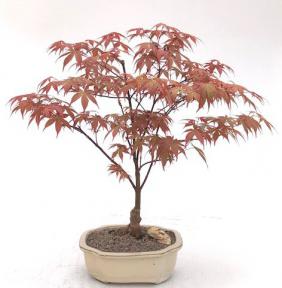 Japanese Red Maple Bonsai Tree<br><i>(acer palmatum 'Rhode Island Red)</i>