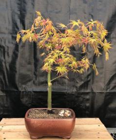 Coral Magic Japanese Maple Bonsai Tree<br>(Acer palmatum Coral Magic)