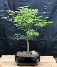 Dwarf Japanese Maple Bonsai Tree<br><i>(acer palmatum 'Ikandi')