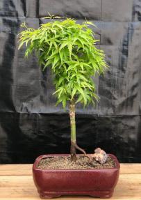 Dwarf Japanese Maple Bonsai Tree<br>(Acer palmatum 'Akita yatsubusa')