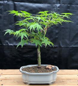 Japanese Maple Bonsai Tree(acer palmatum 'Kogane sakae')