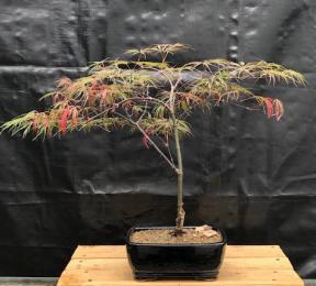 Crimson Queen Japanese Maple Bonsai Tree <br>(Acer palmatum var. dissectum 'Crimson Queen')