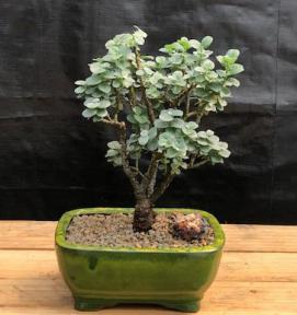 Boyds Willow Bonsai Tree<br>( Salix boydii)