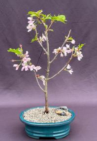 Flowering Cherry Bonsai Tree<br>(Prunus 'Dream Catcher')