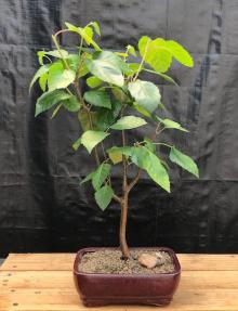 Whitebarked Himalayan Birch Bonsai Tree <br>(Betula utilis var. 'jacquemontii')