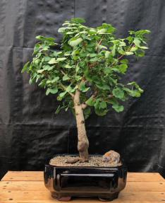 Ginkgo Bonsai Tree <br>(Ginkgo biloba ‘Mariken’)