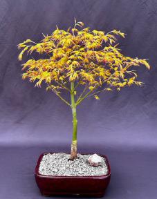 Katsura Japanese Maple Bonsai Tree<br>(Acer palmatum Katsura')