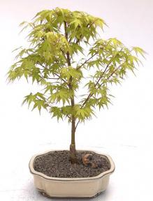 Katsura Japanese Maple Bonsai Tree<br>(Acer palmatum ‘Katsura')