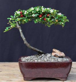 Flowering & Fruiting Evergreen Cotoneaster Bonsai Tree<br><i>(dammeri 'streibs findling')</i>