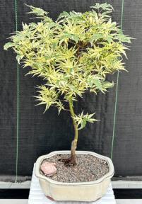 Variegated Butterfly Japanese Maple Bonsai Tree<br><i>(Acer palmatum Butterfly)