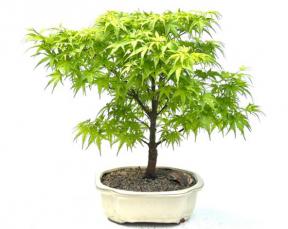 Sharps Pygme Japanese Maple Bonsai Tree<br><i>(acer palmatum 'sharps pygme')</i>