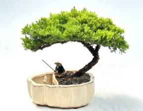 Juniper Bonsai Tree<br>Land/Water Pot with Scalloped Edges - Large<br>(Juniper Procumbens 