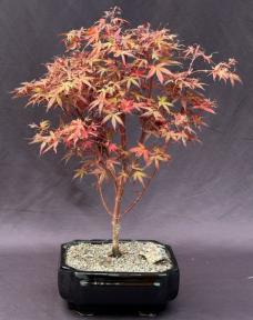 Dwarf Japanese Red Maple Bonsai Tree<br><i>(Acer palmatum 'Hime shojo')