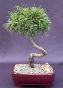 Twisty Mugo Pine Bonsai Tree<br><i>(pinus mugo 'twisty')</i>