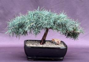 Prostrate Beauty Deodar Cedar Bonsai Tree<br><i>(cedrus deodara 'prostrate beauty')</i>