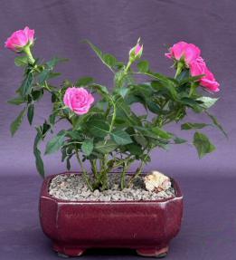 Flowering Pink Mini Rose<br>Tiny Pink