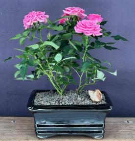 Flowering Pink Mini Rose<br>Tiny Pink