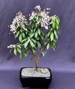 Flowering Mountain Fire Japanese Andromeda Bonsai Tree<br>(Pieris japonica 'Mountain Fire')