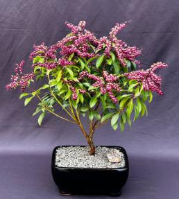 Flowering Valley Valentine Japanese Andromeda Bonsai Tree<br>(Pieris japonica 'Valley Valentine')