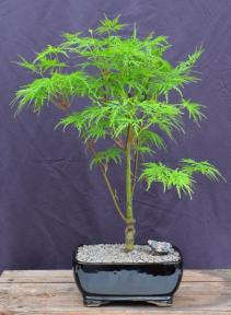 Green Japanese Laceleaf Maple Bonsai Tree  <i>(acer palmatum Dissectum Viride)</i>