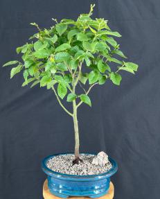 Korean Hornbeam Bonsai Tree<br>(Carpinus koreana 'Model Rocket')
