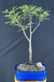 Japanese Blue Beech Bonsai Tree<br><i>(fagus japonica)</i>