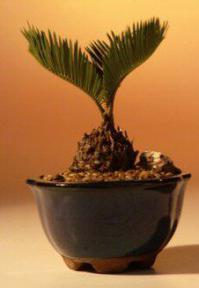 Sago Palm Bonsai Tree-Exotic (Small)<br><i>(Cycas Revoluta)</i>