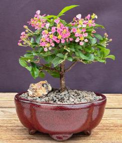 Barbados Cherry Bonsai Tree (Small)<br><i>(malpighia Pendiculata)</i>