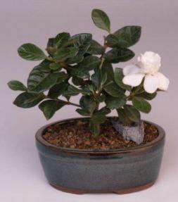 Flowering Gardenia bonsai tree -  Small<br><i>(jasminoides miami supreme) </i>