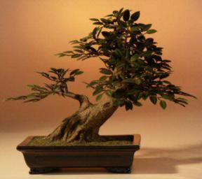 Artificial Bonsai Tree - 13