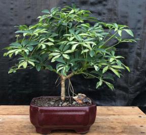 Golden Hawaiian Umbrella Bonsai Tree - Medium<br><i>(arboricola schefflera)</i>